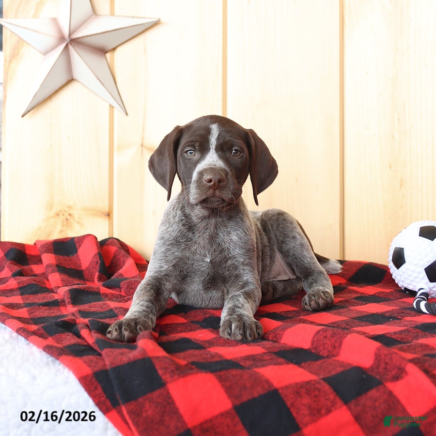 German Shorthaired Pointer dogs Bella   - Ad 2