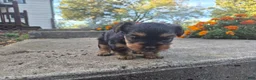 Yorkshire Terrier dogs for sale: Molly - Ad 26