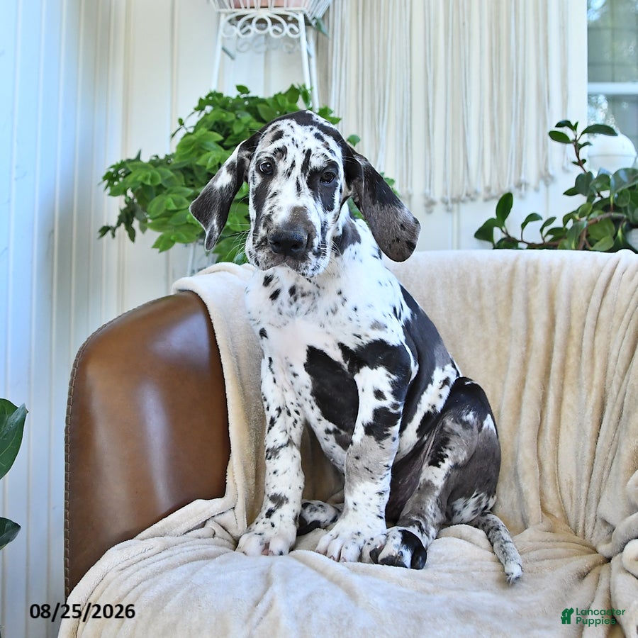 Great Dane dogs Beau - Ad 2
