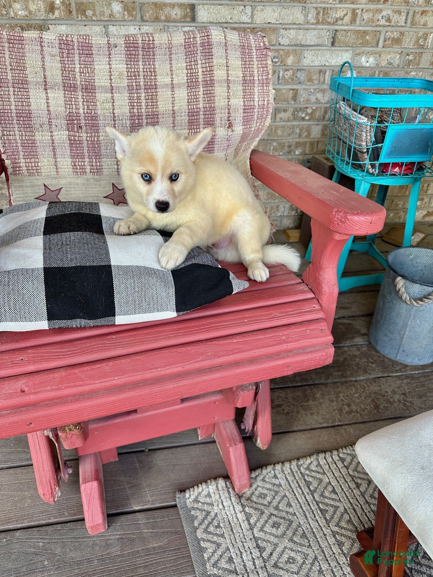 Pomsky dogs for sale: Colt - Ad 4