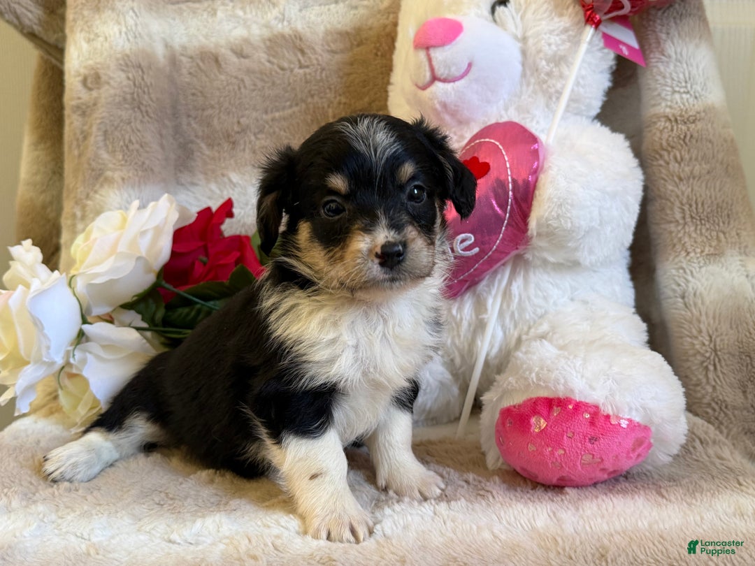 Mixed Breed dogs for sale: Caries - Ad 3