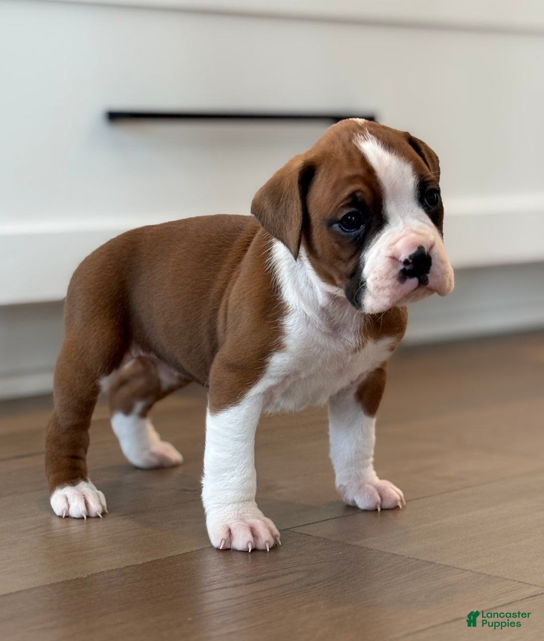 Boxer dogs for sale: Noel - Ad 6