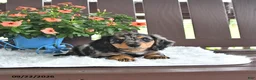 Miniature Dachshund dogs for sale: Kash - Ad 4