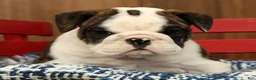 English Bulldog dogs for sale: Petunia - Ad 8