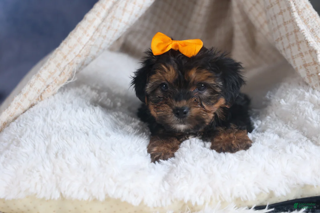 Yorkiepoo dogs for sale: JACK - Ad 8