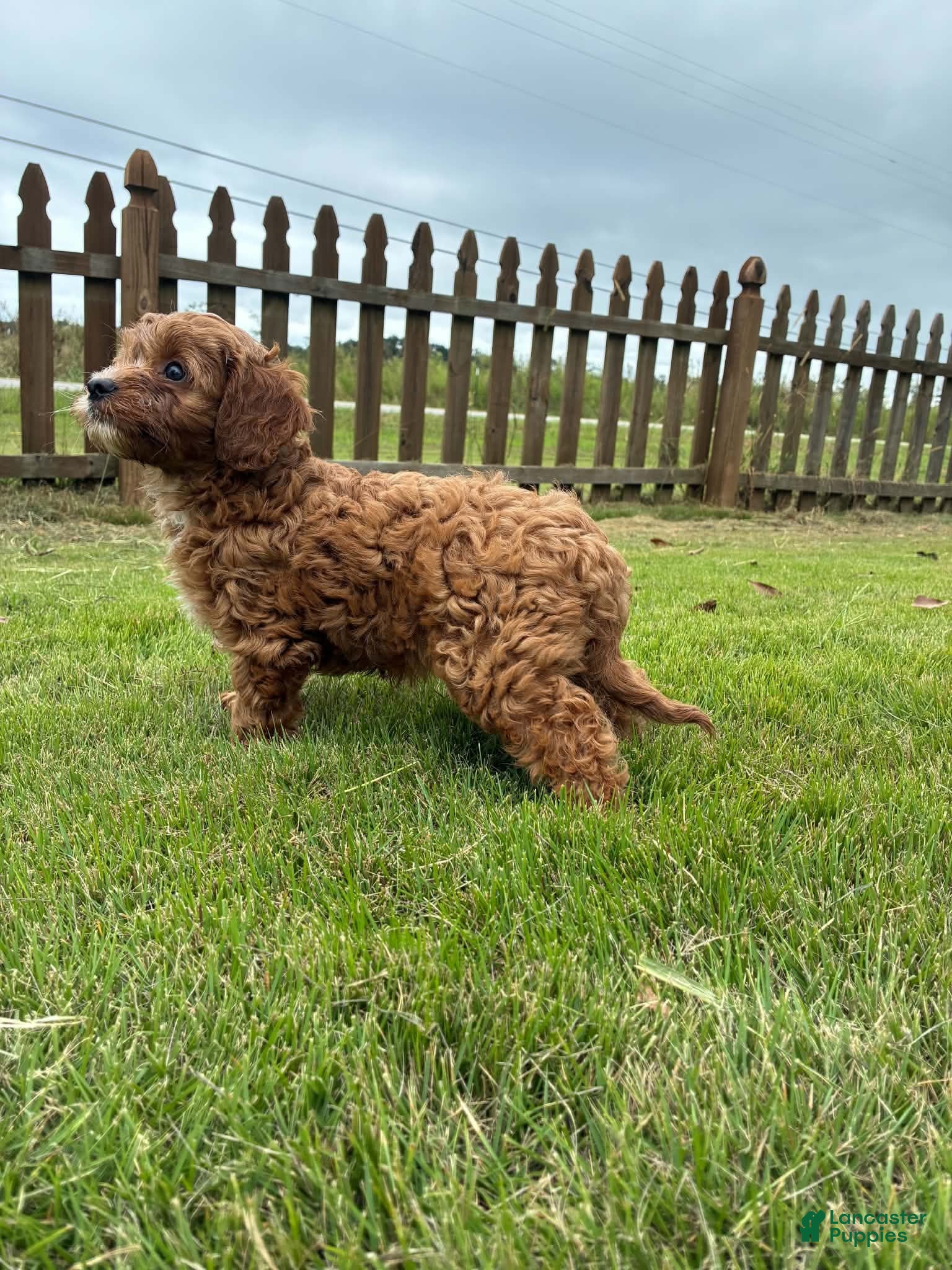 Cavapoo dogs Cavapoo 2 Dark Red Male - Ad 2