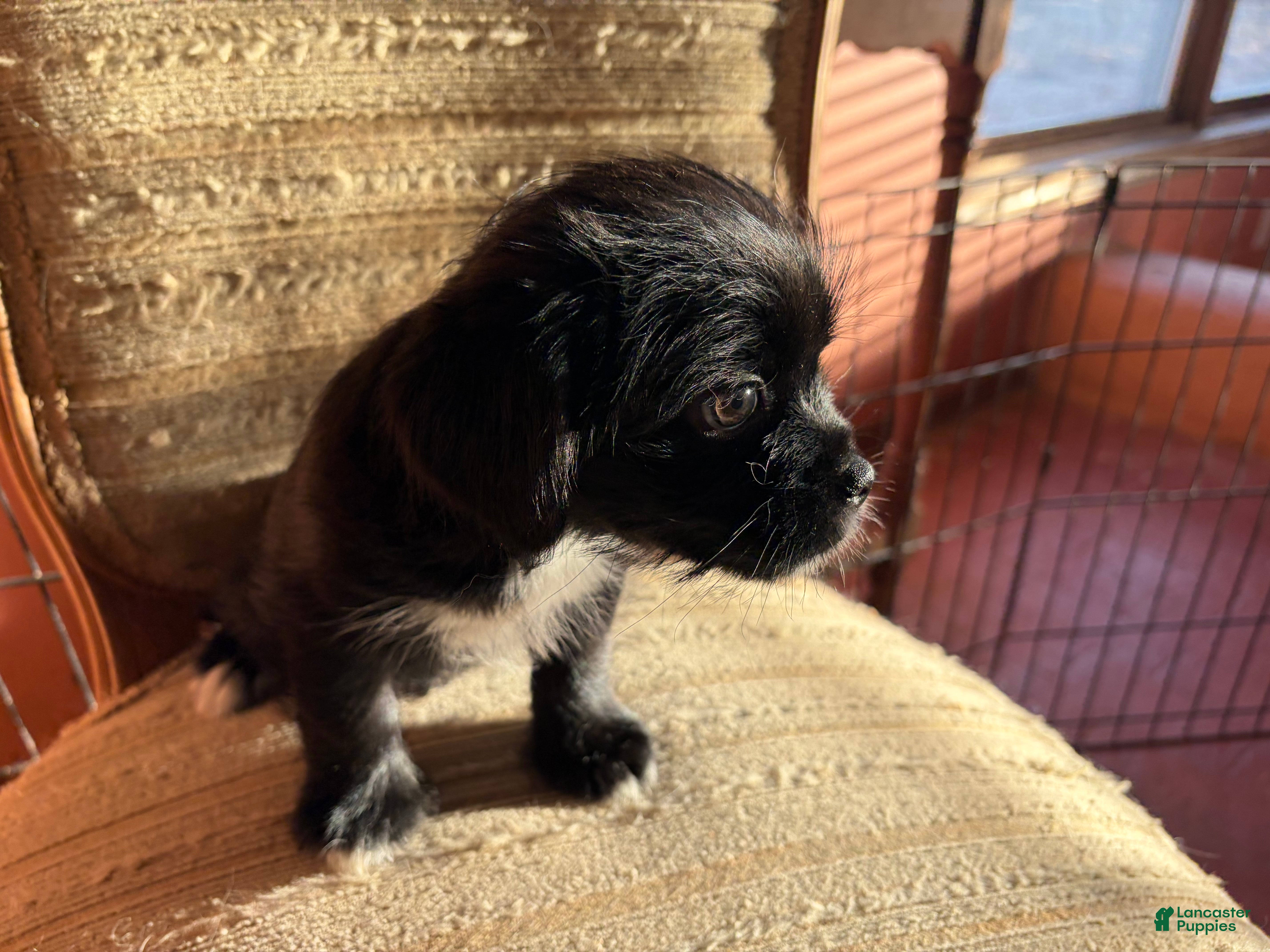 Mixed Breed dogs Rex - Ad 15