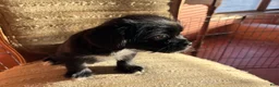 Mixed Breed dogs for sale: Rex - Ad 1