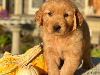 Golden Retriever dogs - Ad 13