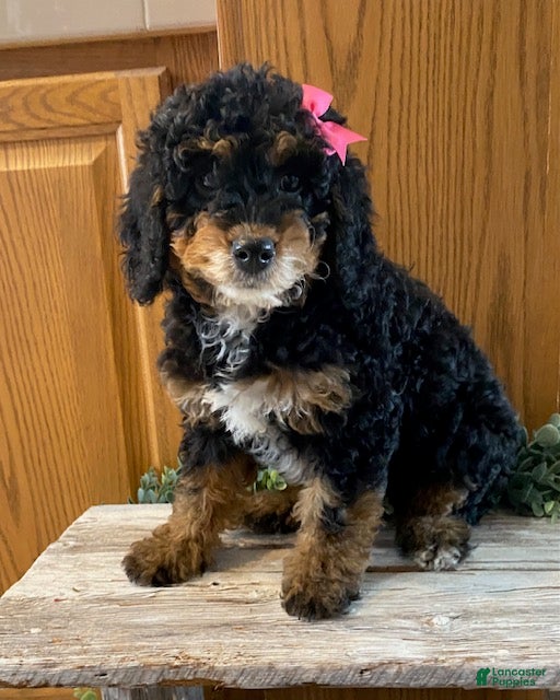 Mini Bernedoodle dogs Joy - Ad 1