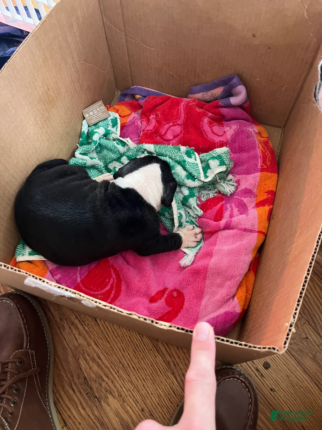 Mixed Breed dogs for sale: Jackiee Chan - Ad 1