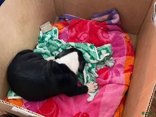 Mixed Breed dogs Jackiee Chan - Ad 26