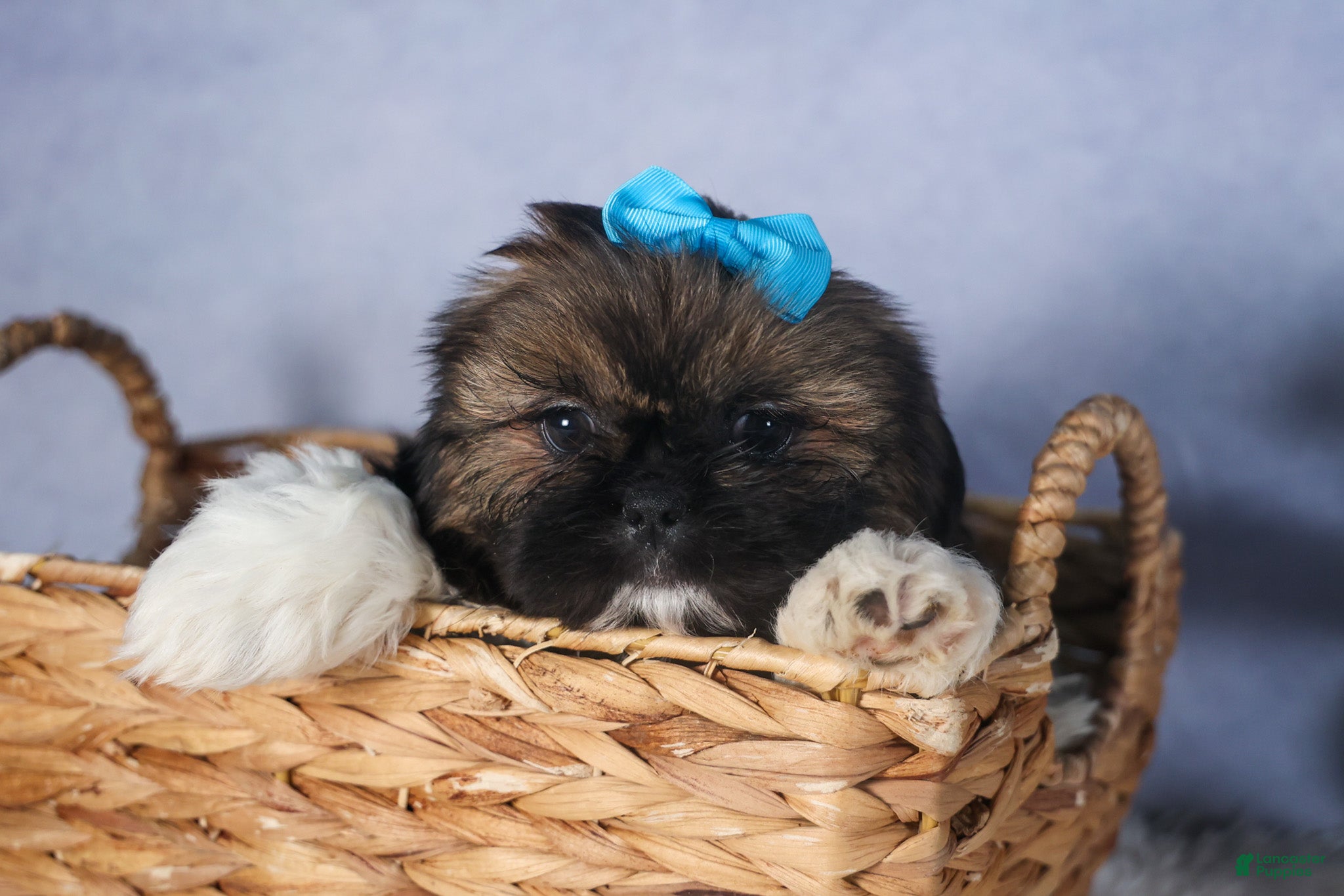 Shih Tzu dogs JOEY - Ad 2