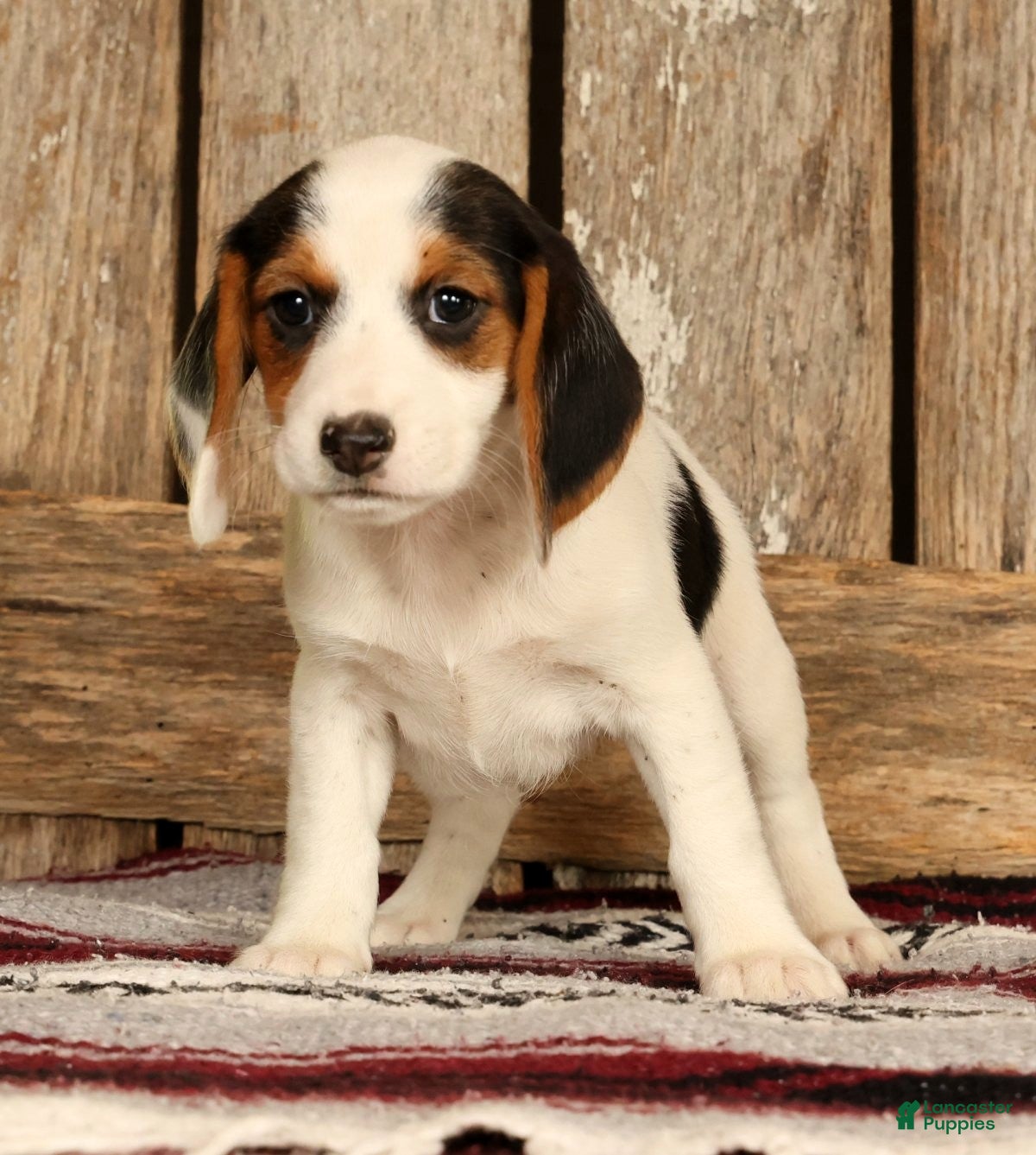 Beagle dogs for sale: Candy - Ad 9