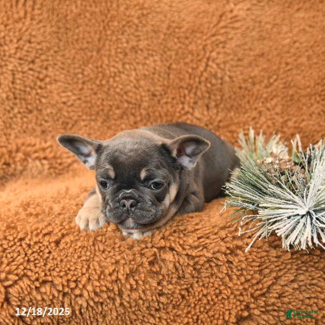 French Bulldog dogs for sale: Tracy - Ad 3
