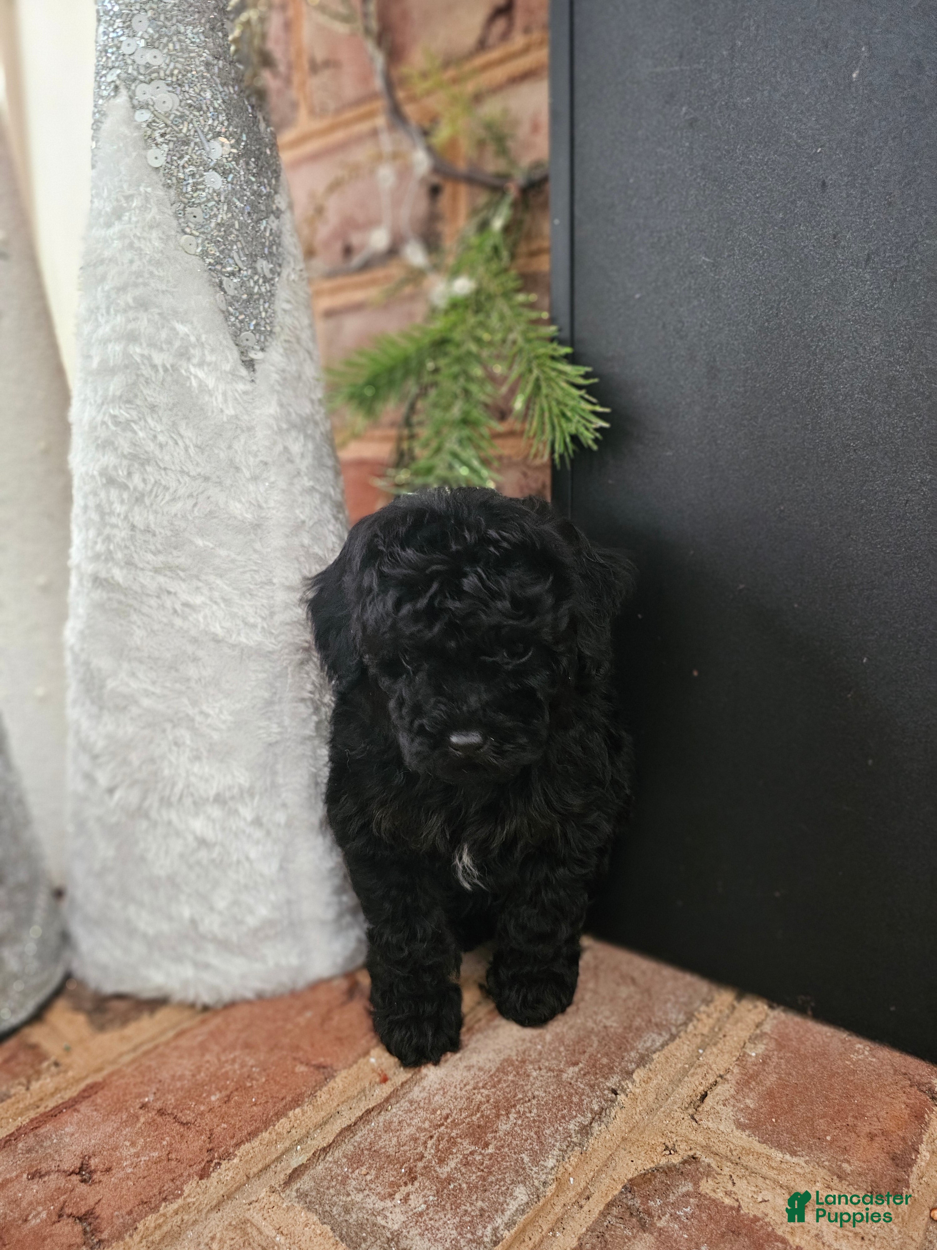 Toy Poodle dogs Toy Poodle Puppy 3 - Ad 3