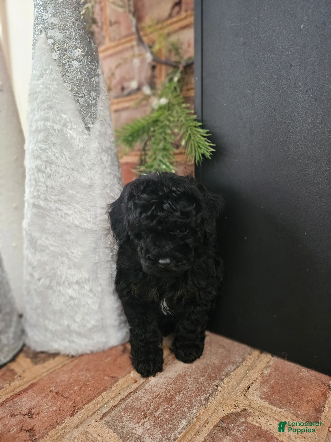 Toy Poodle dogs for sale: Toy Poodle Puppy 3 - Ad 1
