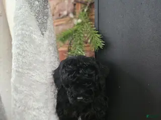 Toy Poodle dogs Toy Poodle Puppy 3 - Ad 3