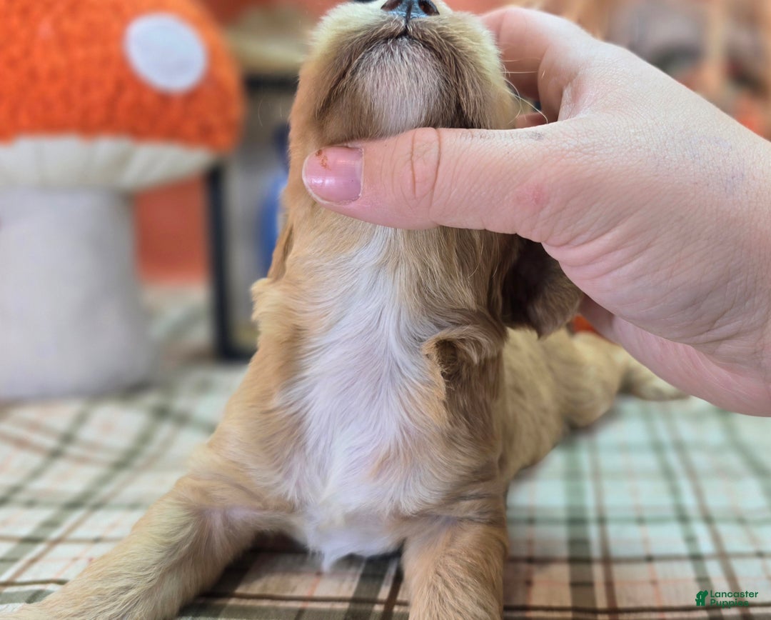 Cockapoo dogs for sale: Captain Walden - Ad 14