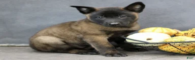 Ranger 