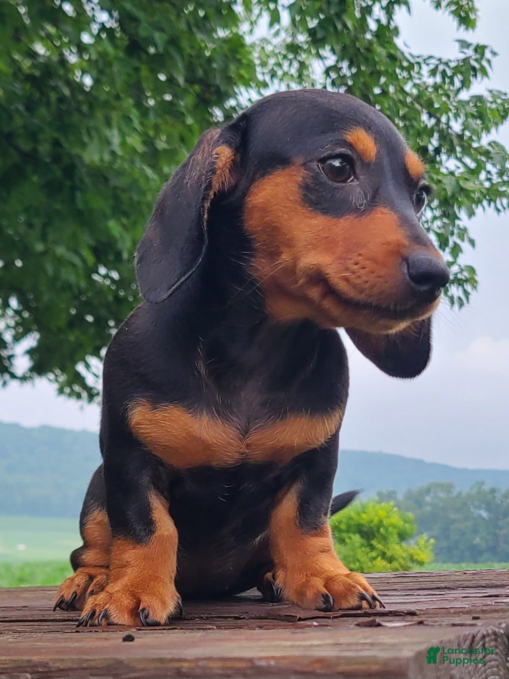 Miniature Dachshund dogs Izzie - Ad 2