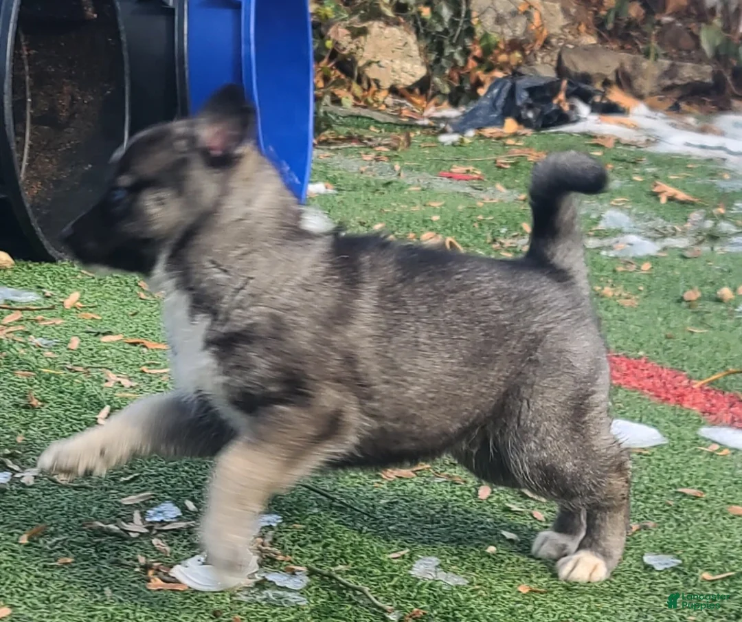Pomsky dogs for sale: Lucky - Ad 2