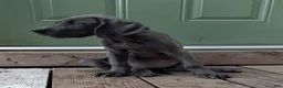 Great Dane dogs for sale: Rose - Ad 3