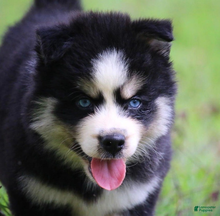 Pomsky dogs Flurry - Ad 2