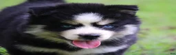Pomsky dogs for sale: Flurry - Ad 2