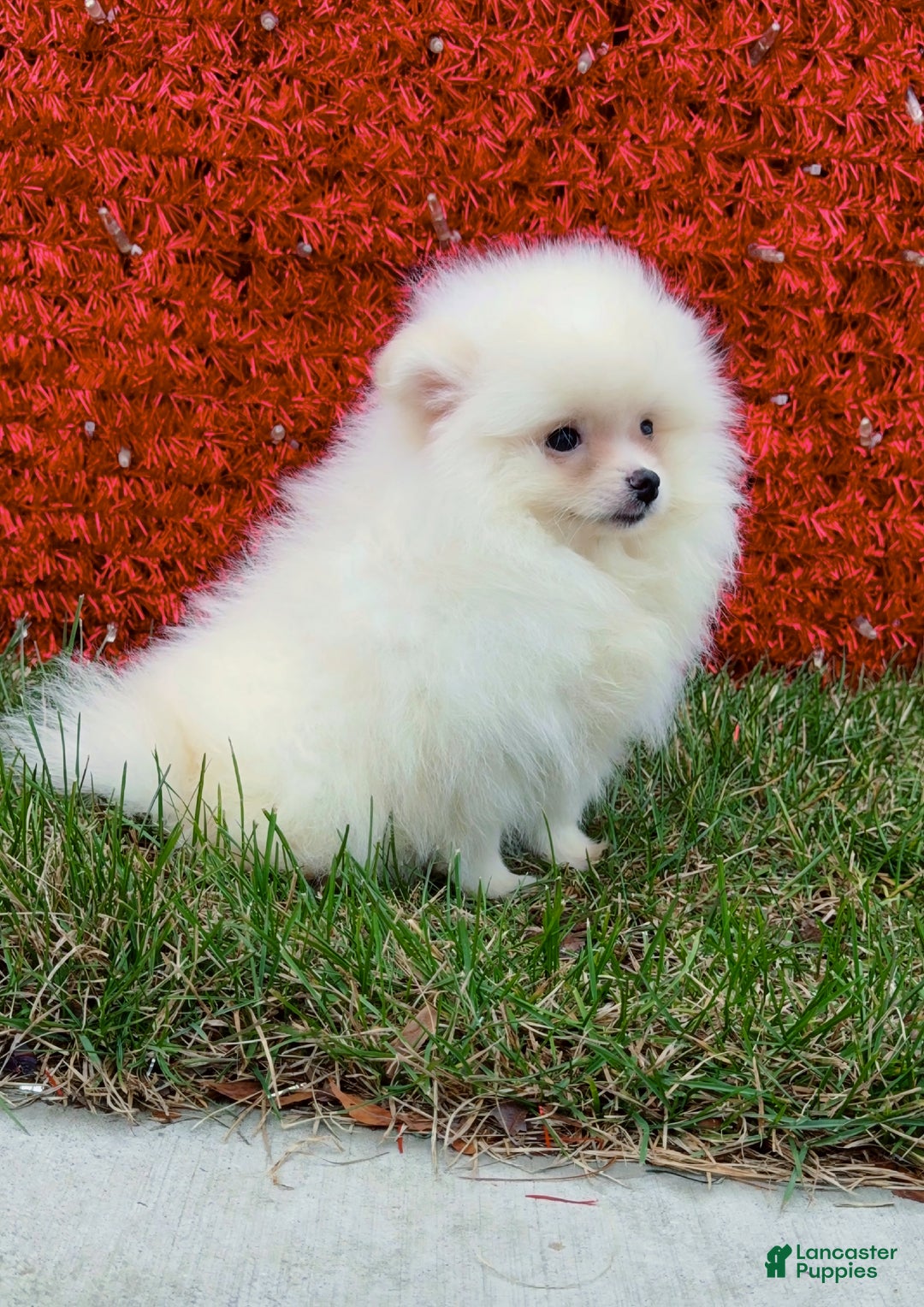 Pomeranian dogs for sale: Pomeranian Puppy cuddles  - Ad 4