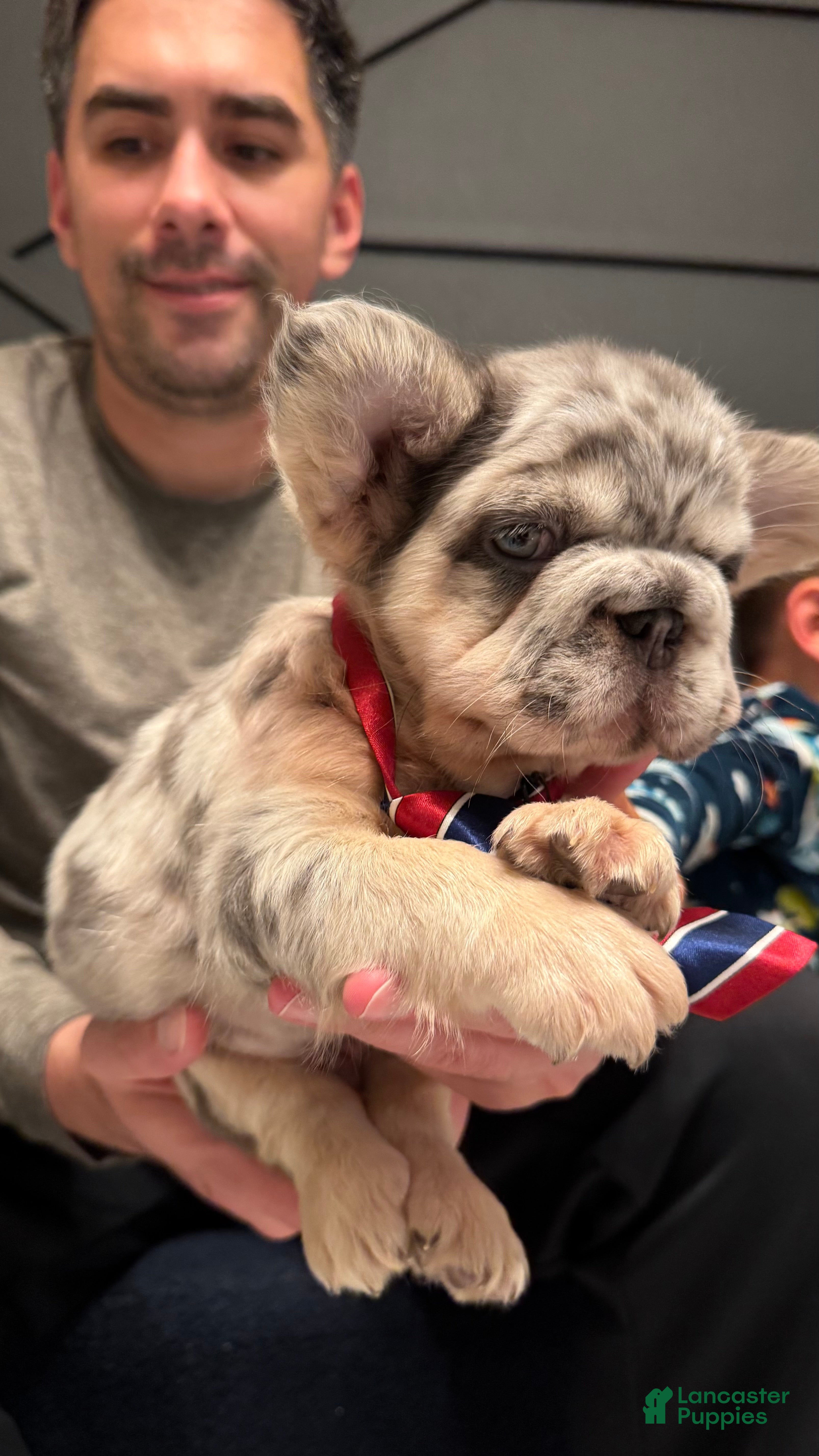 French Bulldog dogs for sale: Peso - Ad 3