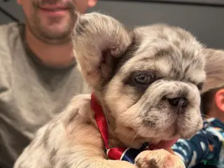 French Bulldog dogs for sale: Peso - Ad 3