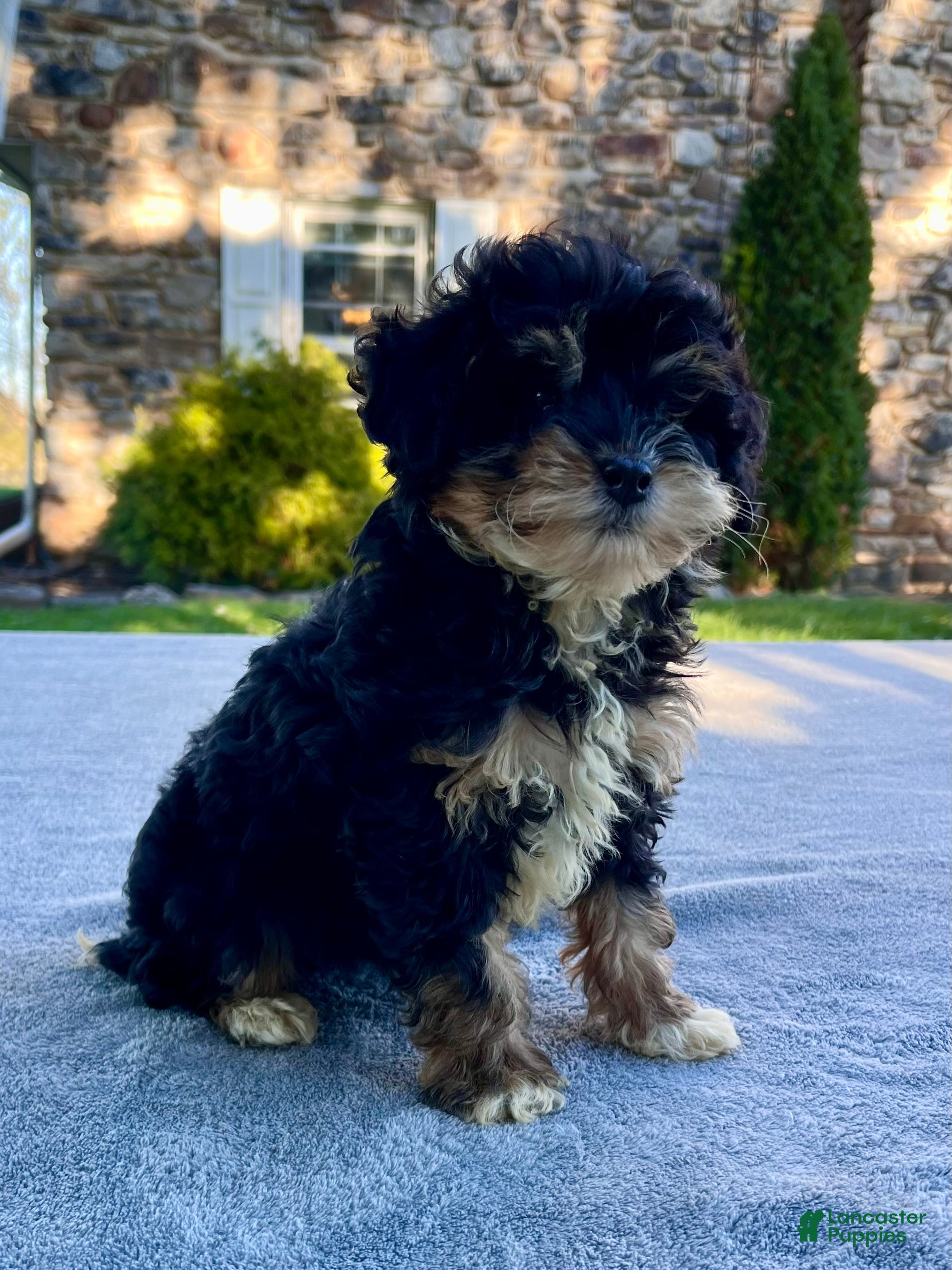 Mini Bernedoodle dogs Kitty - Ad 2