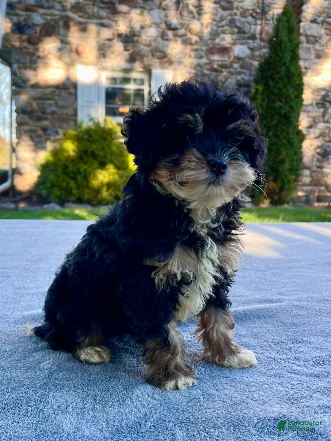 Mini Bernedoodle dogs for sale: Kitty - Ad 2