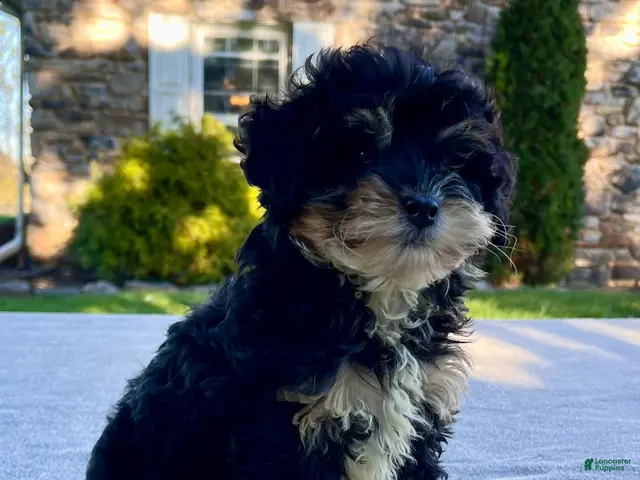 Mini Bernedoodle dogs Kitty - Ad 2
