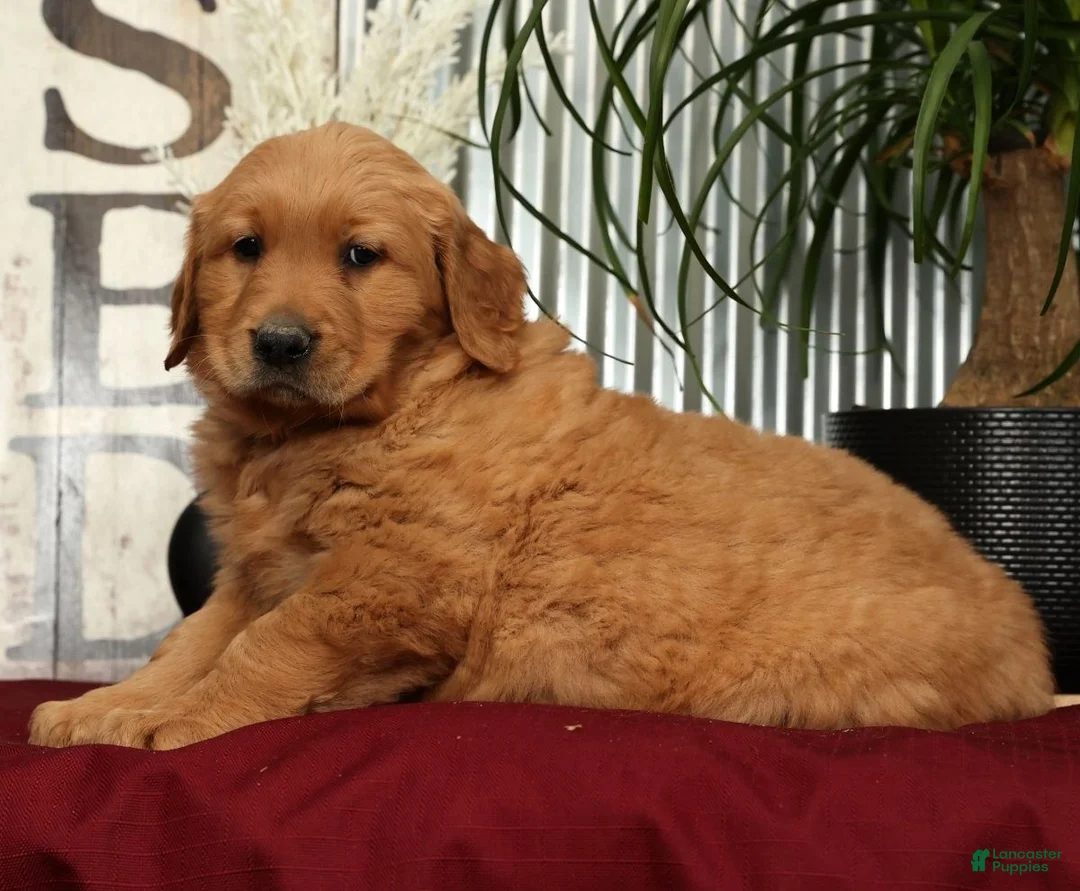 Golden Retriever dogs for sale: Aaron - Ad 8