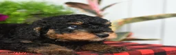 Mini Bernedoodle dogs for sale: Rizzo - Ad 3
