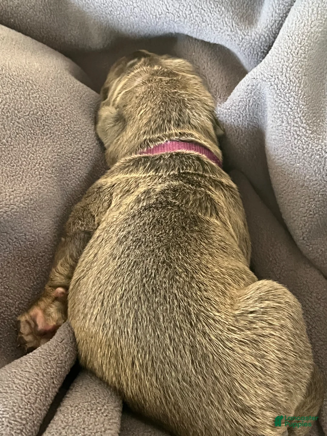 Cane Corso dogs for sale: Purple collar - Ad 2