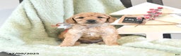 Mini Goldendoodle dogs for sale: Basil  - Ad 1