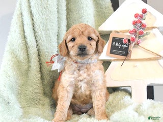 Mini Goldendoodle dogs Basil - Ad 20