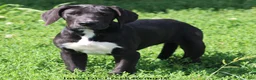 Great Dane dogs for sale: Mitzi - Ad 4