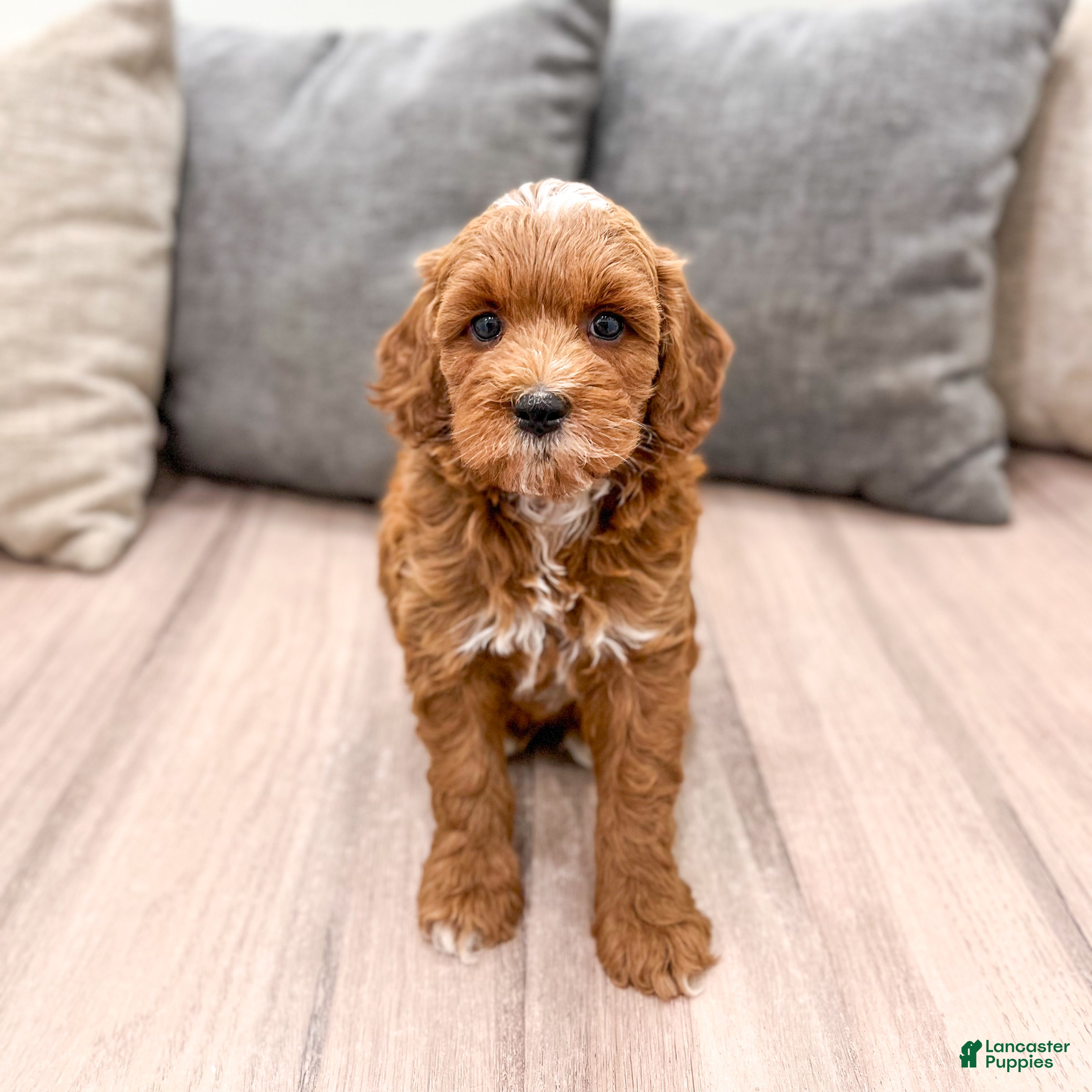 Mini Goldendoodle dogs Harry - Ad 2