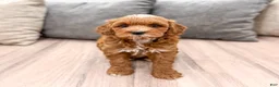 Mini Goldendoodle dogs for sale: Harry - Ad 2