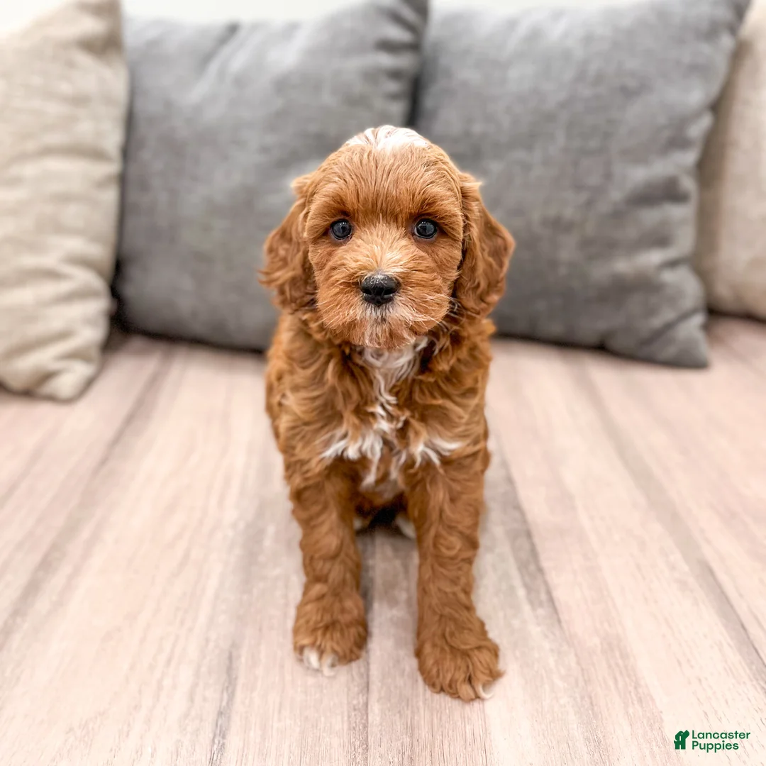 Mini Goldendoodle dogs for sale: Harry - Ad 2