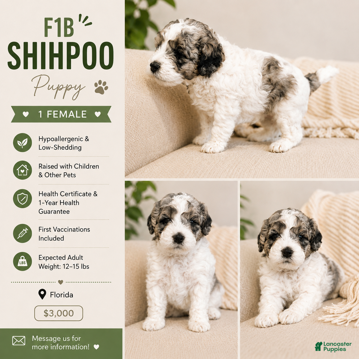 Shihpoo dogs Parti Female Shihpoo Puppy Available - Ad 2