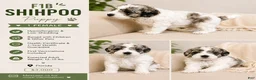 Shihpoo dogs for sale: Parti Female Shihpoo Puppy Available - Ad 2