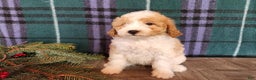 Mini Goldendoodle dogs for sale: Oma - Ad 6