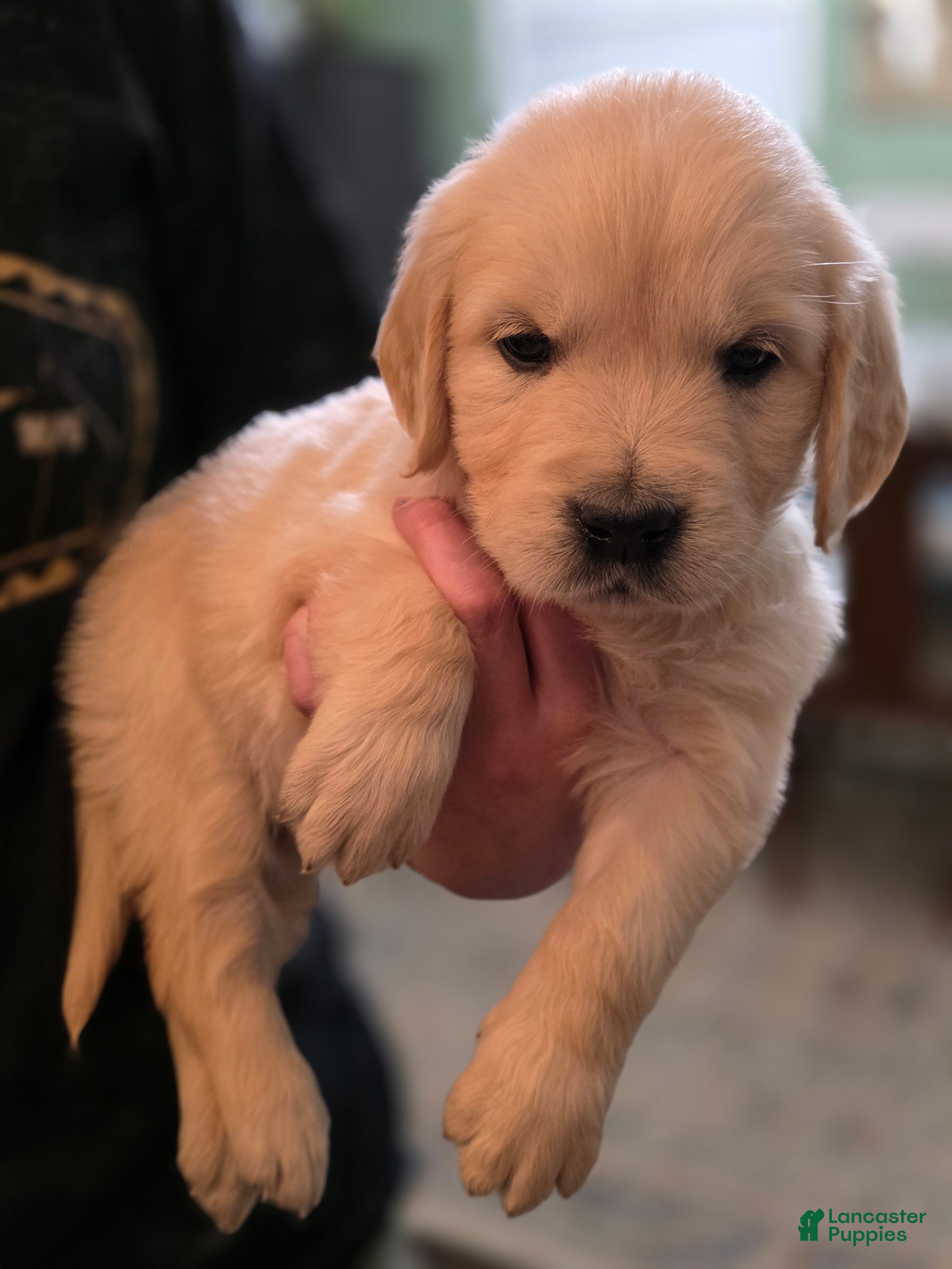 Golden Retriever dogs Fruity Pebbles, Champion Sired - Ad 1