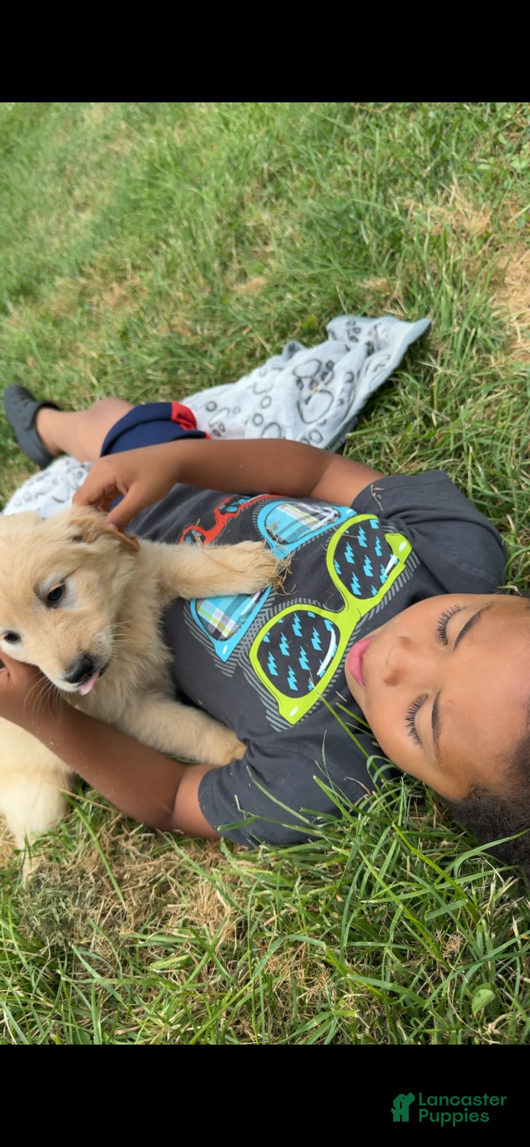 Goldendoodle dogs for sale: Goldendoodle 2 - Ad 1