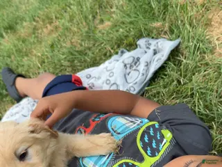 Goldendoodle dogs for sale: Goldendoodle 2 - Ad 1